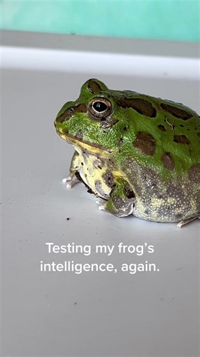 Round, fat frog struggles with basic tasks.. but he’s cute 🥺 #fyp, #frogsoftiktok #pet, #frogs #funny, #fun #amphibian #fyps, #trend, #pets, #trends, #foryou, #funs, #frogtok #virals, #viral, #foryoupage, #roundfrog #fyp #frog | Mainly Sprout