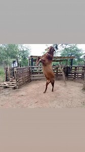 ‼ The advantage of kalahari goats is that they are well-suited to harsh environments and can thrive in arid, semi-desert areas. They are also known for their uniform coloration and are often used in cross-breeding programs to improve the color of other goat breeds. Here's a more detailed look at their special features: Physical Characteristics: Color: The Kalahari Red goat is characterized by its uniform, solid red coat, which provides good camouflage and protection from predators. Ears: They ha
