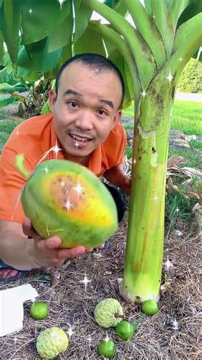 Can You Harvest a Papaya From a Banana Tree?