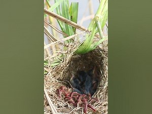 Babies Bird Eat Worm birdfeedingstation birdfeed nature birdfeeder birdslover birdfood bids