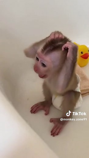 Baby Monkey Pipo's Hilarious Bath Time Tantrum