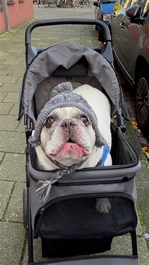 Proof it’s never too late to find your voice 💛 After seven quiet years, Sunny discovered his voice — and now he proudly shares it everywhere he goes. His parents say it only made him more perfect! Keep up with Sunny on TikTok: thedo.do/sunnyemilio, Instagram: thedo.do/sunny_emilio & YouTube: thedo.do/Sunny_Emilio. | The Dodo