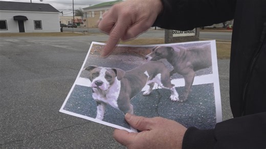 Georgia lawmaker pushes for stricter vicious dog laws after fatal Macon County attack