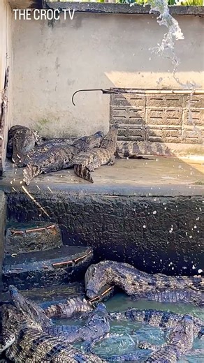 Using electrical equipment to catch the crocodile and move it out. #crocodile #fun #funny #shorts
