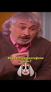 Why Do Dogs Wag Their Tails? The Science Behind Tail Wagging Explained