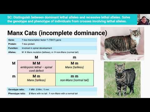 Lethal Alleles (Video 9 in 2.5 Series)