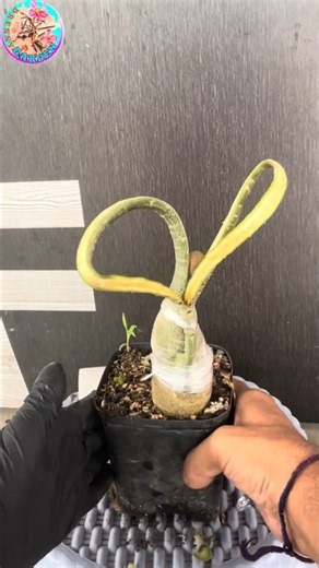 How to turn an ordinary Adenium into a stunning masterpiece/ Adenium #shorts