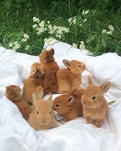 Relaxing spring afternoon brought to you by these adorable little bunnies. 🥰 Don't forget to show your furry ones some extra love today for National Pet Day! 🎥 :@lakeandskye | Nature Made