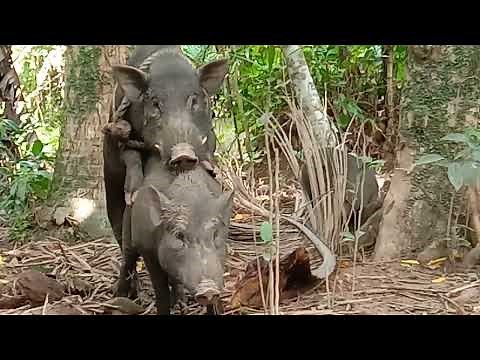 Production of Native Pigs