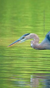 I just waited ages for this Great Blue Heron to catch the tiniest fish in the lake. #heron #birds #predators #wildlifephotography | thewildlifecompanion