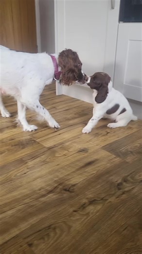 #cutepuppy #springerpup #spanielpup #spanielpuppy #pupsoftiktok