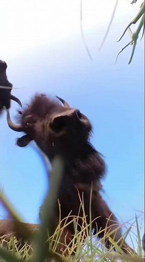 Close Up With Bison