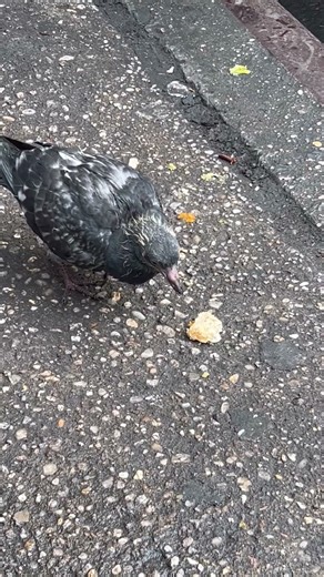 Hungry Baby Pigeon #pigeon #birds #animals #nature