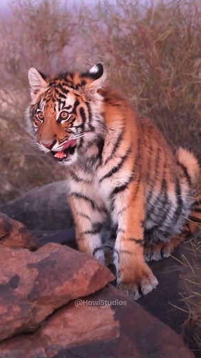 18K views · 279 reactions | Baby Bengal Tiger Yawning in the dusk #dusk #tiger #bengal #yawn #nature #jungle #wildlife HA18717 | HAWI Studios | Facebook