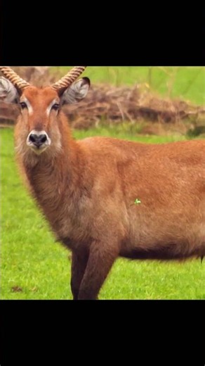 Close-Range Elk Bow Shot – Incredible Impact Sound #ElkHunting #BowHunting #BullElk #HuntingLife