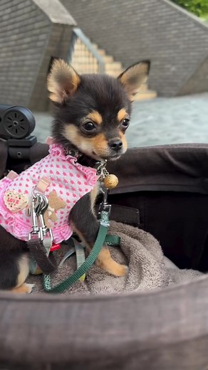 1.7K views · 31 reactions | World's most beautiful gsd puppies...