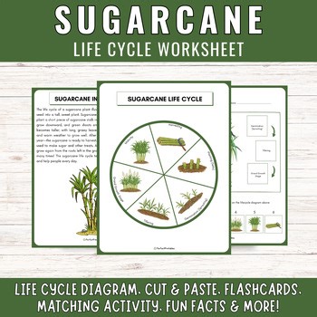 Sugarcane Plant Life Cycle Worksheet: Crop Science Unit Study & Fun Facts!