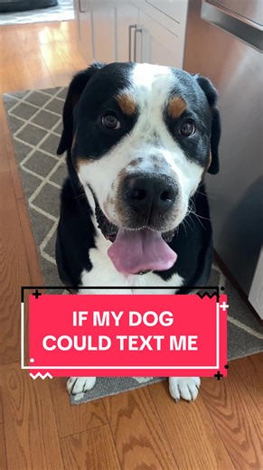 If My Dog Could Text Me: A Humorous Take