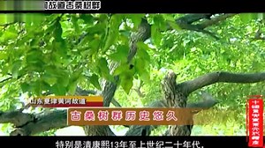 宜椹园《山东夏津黄河故道古桑树群》宣传片