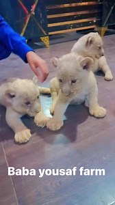 135K views · 3.2K reactions | Ali boss baba yousaf farm # # | Ali Rafique | Facebook