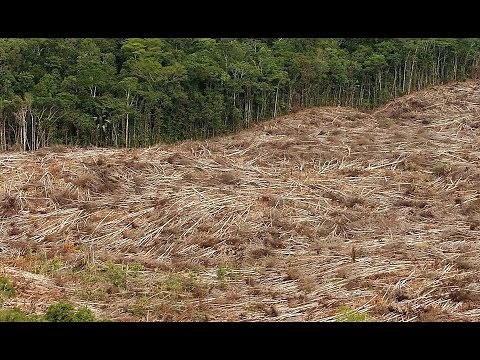RASANTE ABHOLZUNG: Regenwaldrodung in Brasilien erheblich ausgeweitet