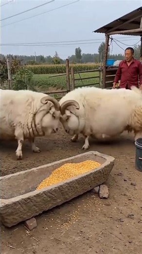 Two Goats Fighting for Food | Funny Goat Fight 😄🐐 #shorts