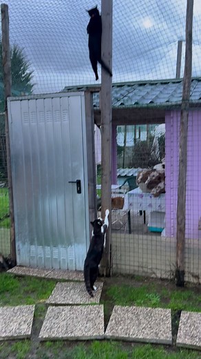 Prove di agility! 😻😻😻 | Ata Versilia ODV - Rifugio "I Mìciottoli"