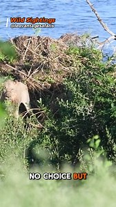 Angry, angry hippos! #hippo #lion #krugernationalpark #safari #southafrica | Wild Sightings