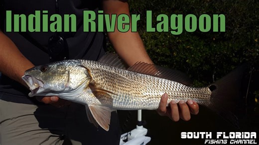 Big catches and calm waters in the Indian River Lagoon
