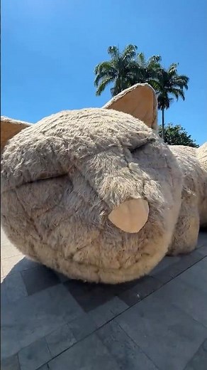 The giant cat from Cobasi has arrived in Rio… you have to see this 😳🐱