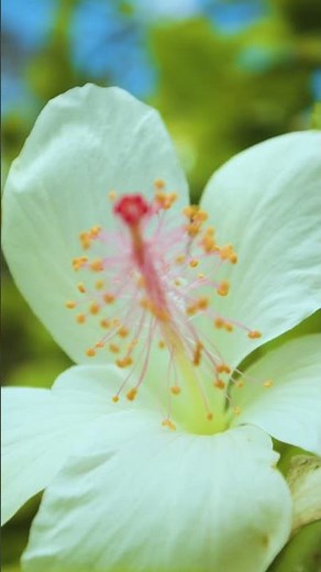 FROM ISLAND#41 Maui Hale Hōʻikeʻike at the Bailey House ベイリー・ハウス博物館（マウイ島）