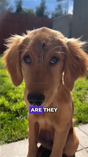 A DOG & a BUTTERFLY cute moment!