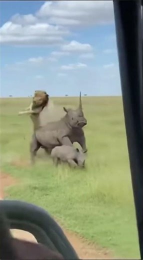 Rhino DESTROYS Lion - RESCUES Baby! 🦏 코뿔소가 새끼 구조 🦏 サイが救助 #wildlife #rescue #rhino