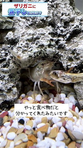 煮干しはオススメ #青いアメリカザリガニ #crayfish #アメリカザリガニ
