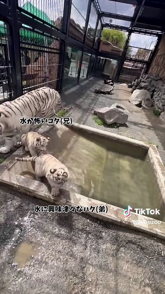 白い虎の赤ちゃんと東武動物公園の魅力