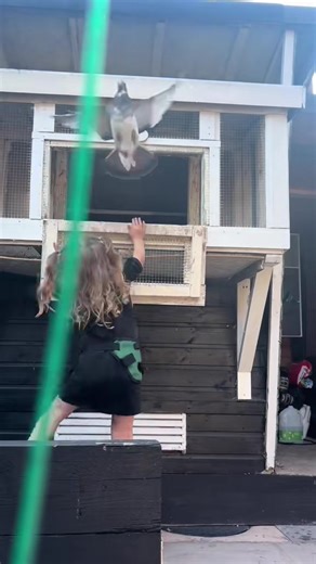 Pigeon Racing: Tips for Raising Young Birds