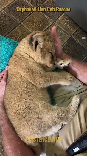Orphaned Lion Cub Rescue #lion #animalrescue #wildlife