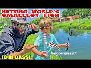 Netting World's SMALLEST Fish for Aquarium! Family Fun Fishing!