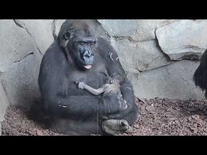 Bebé recién nacido en la familia de gorilas de BIOPARC Valencia