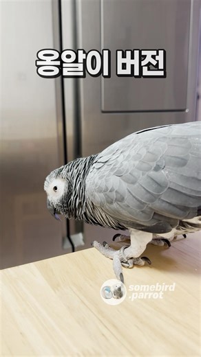 A cute parrot's babbling version 💬 Grey parrot jumpsuit | Cute Parrot Babbling | African Grey parrot