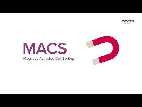 Magnetic Activated Cell Sorting (MACS) || Oasis Fertility