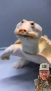 The soft shell turtles secret weapon. #amazing #crazy #crazystory #themoreyouknow | Apex Predator Outfitters