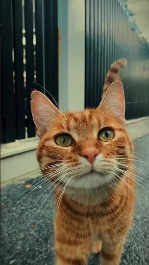 Ways to Make a Cat Like You