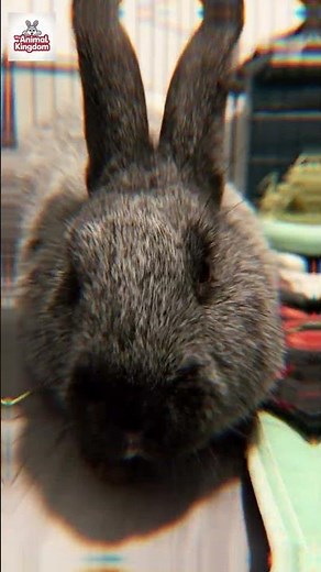 Top 10 Meat Rabbit Breeds - Best Rabbit Breeds For Meat