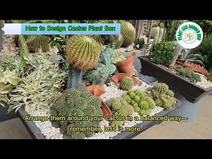 How to Design a Cactus Plant Box in a Pot | Easy Gardening & Landscape Ideas