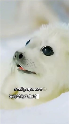 When fluff meets ocean magic 🌊🤍#BabySeal#CuteAnimalsSealCutness