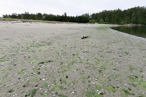 The Daily Bucket - minus tide at 2 beaches