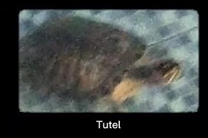 Tutel | Know Your Meme