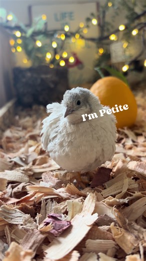 Quail Town Queen, Luna✨ She knows she’s is 10🥰 #birdlovers #quail #petbird #housepet #buttonquail