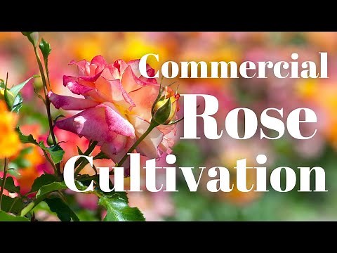 EVERYTHING you Need to Know About GROWING ROSES